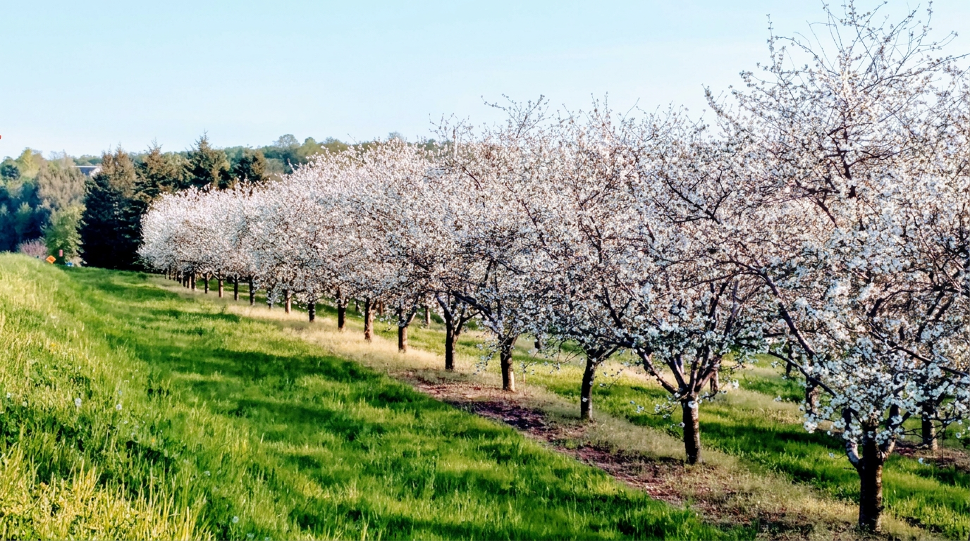 Spring blossoms in a Leelanau orchard