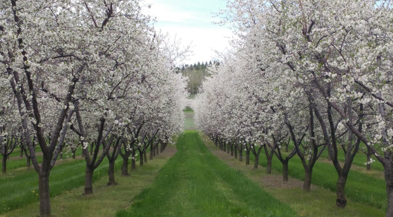 Vineyards on the Leelanau Peninsula Wine Trail