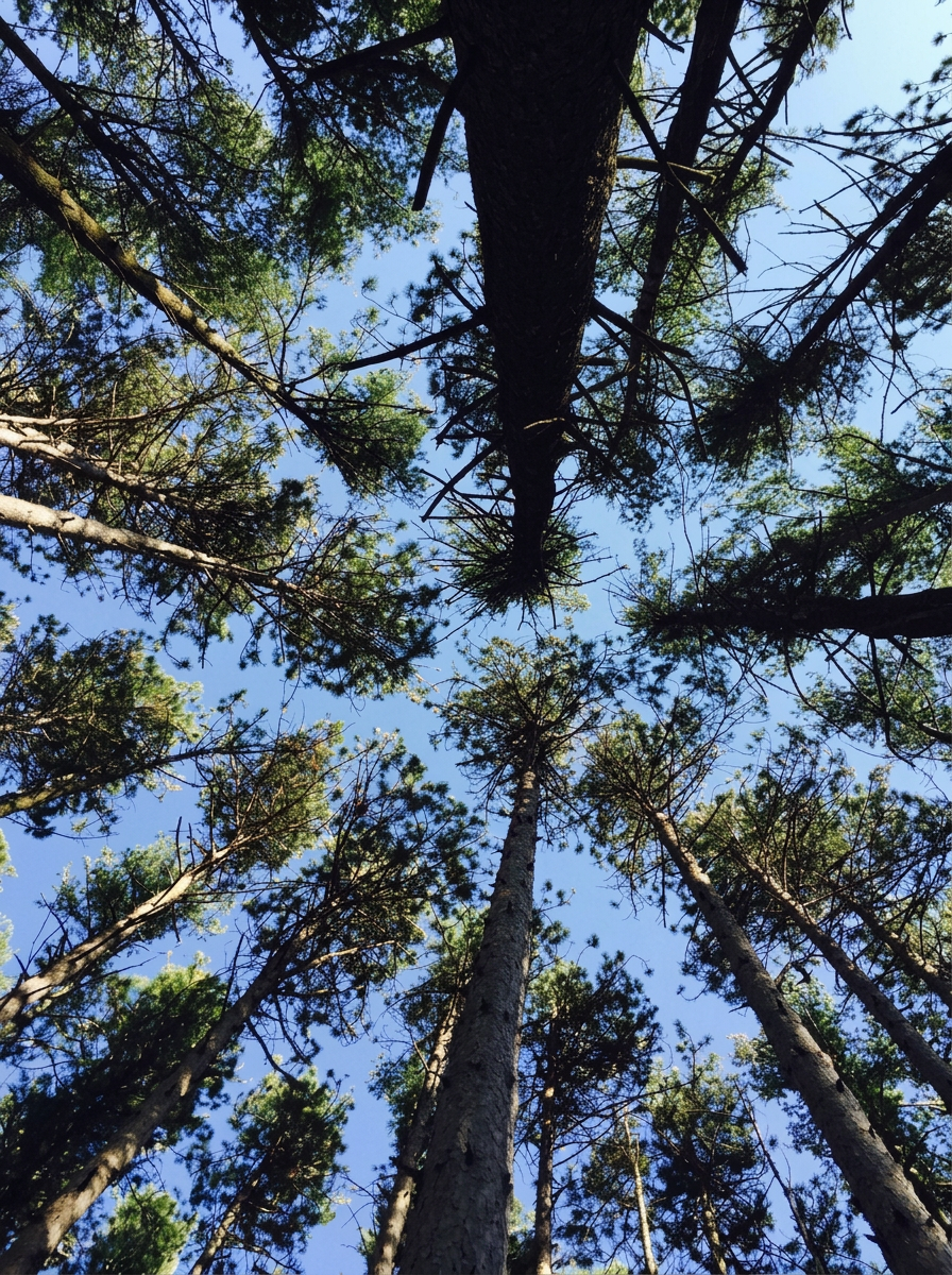 Tall pines surrounding the inn